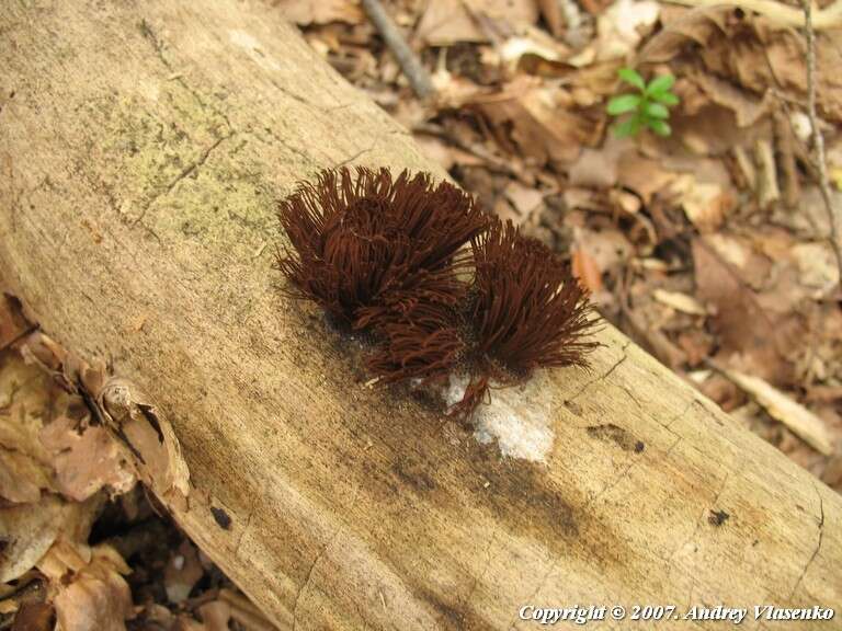 Image of Stemonitis axifera