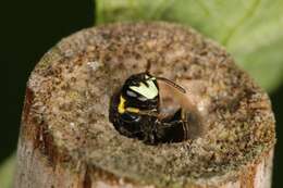 Image of Hylaeus amiculiformis (Cockerell 1909)