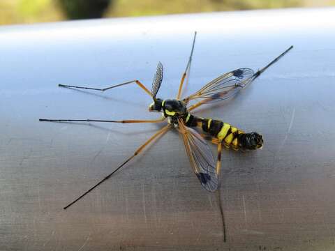 صورة Ctenophora (Cnemoncosis) festiva Meigen 1804