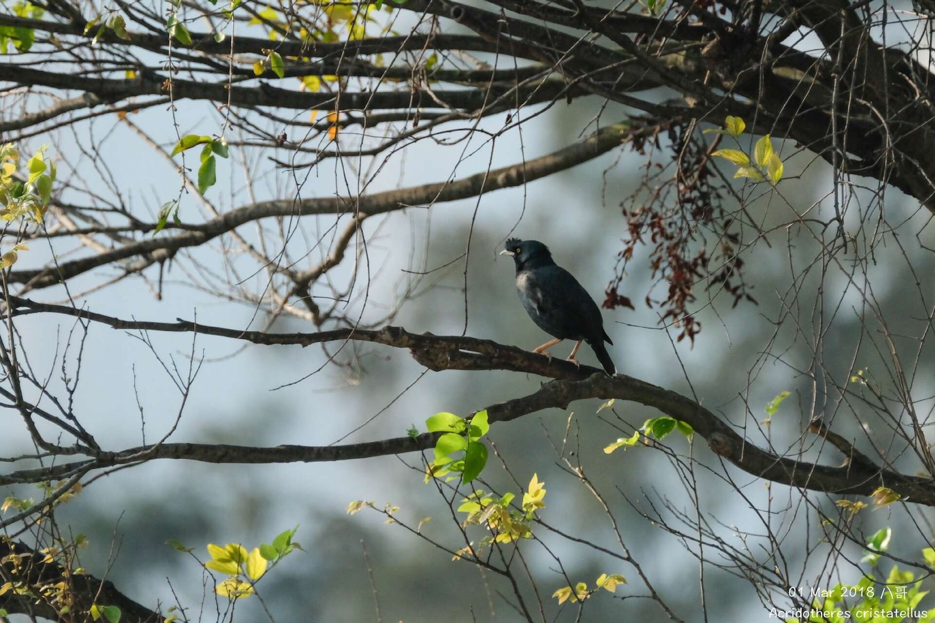 Image of Crested Myna