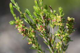 Image of Erica axillaris Thunb.