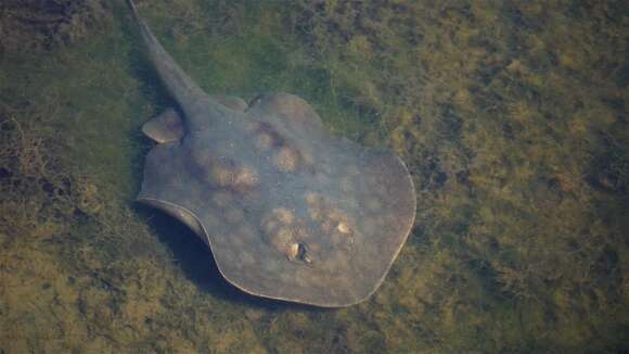 Image of Haller&#39;s round ray