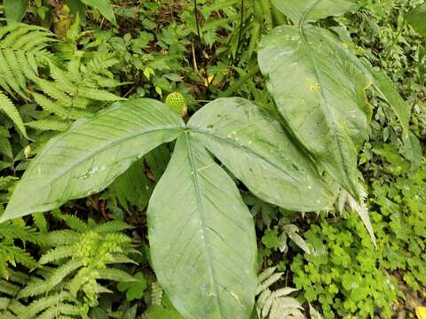 Arisaema ringens (Thunb.) Schott的圖片