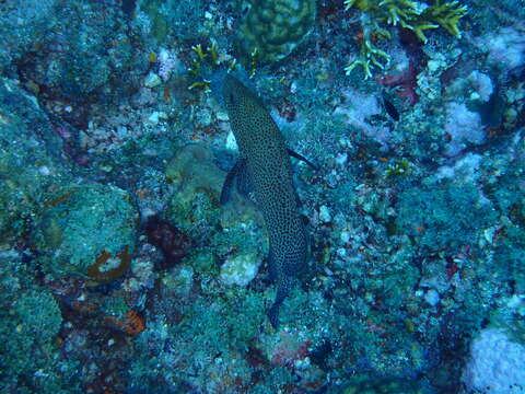 Cephalopholis cruentata (Lacepède 1802) resmi