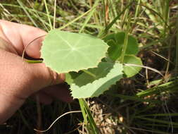 Imagem de Senecio oxyriifolius DC.