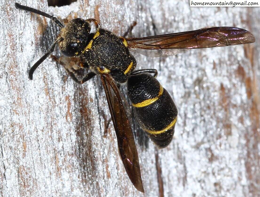 Plancia ëd Allodynerus mandschuricus Blüthgen 1953