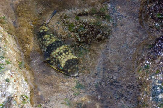 Image of Gangetic pufferfish