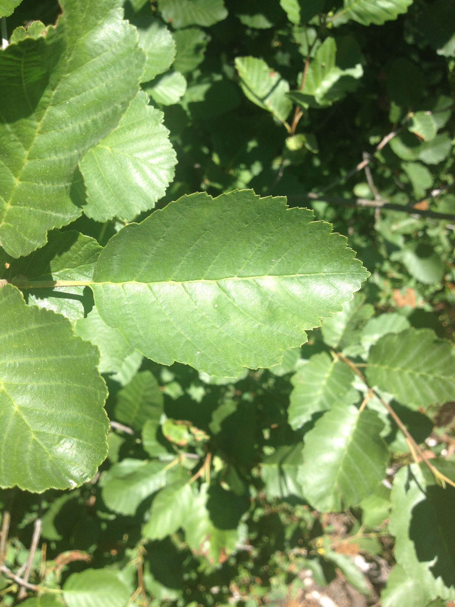 Image of thinleaf alder