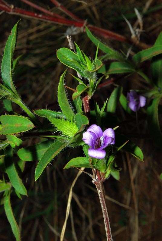 Image of Barleria oxyphylla Lindau