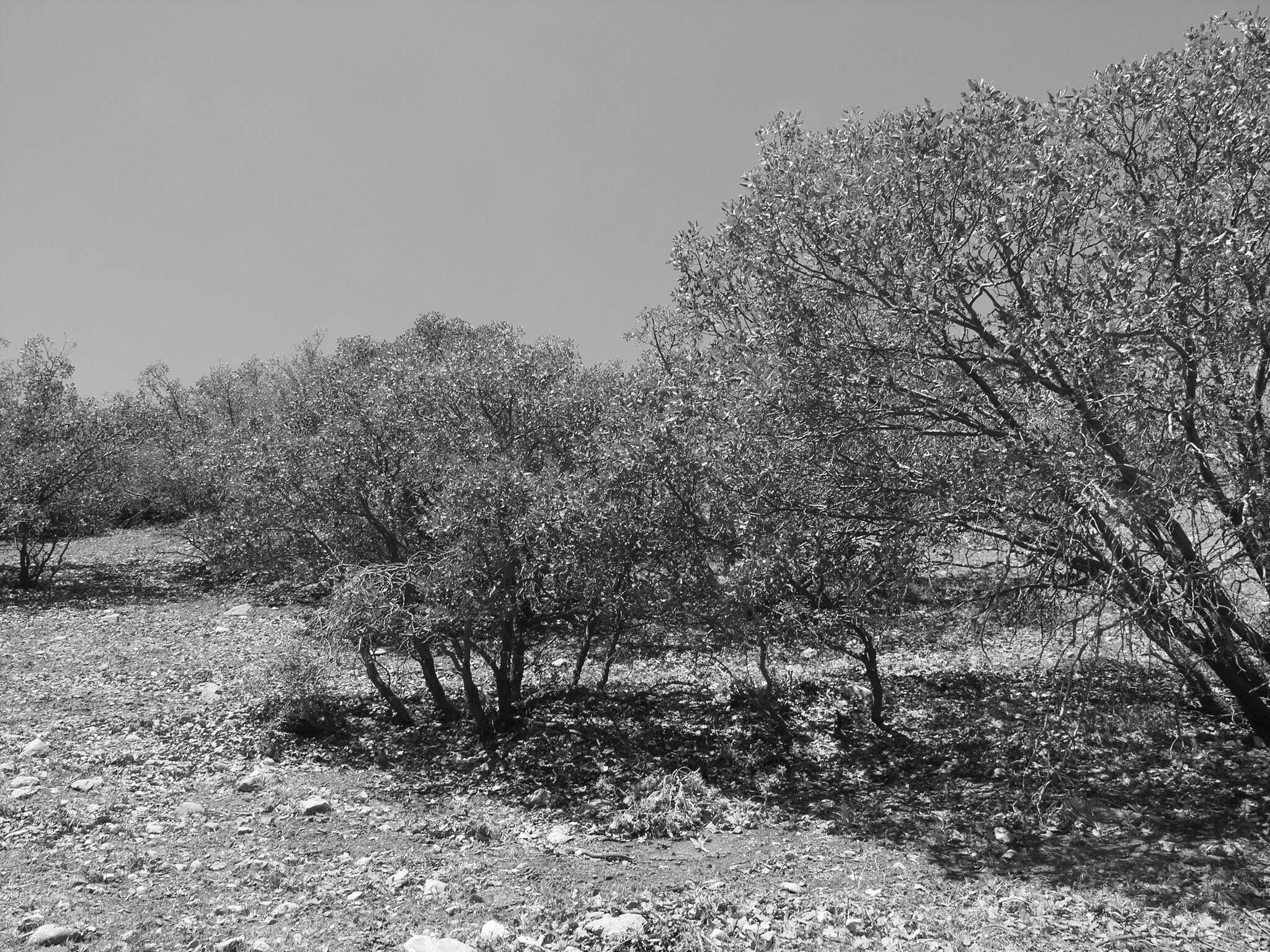 Imagem de Quercus brantii Lindl.