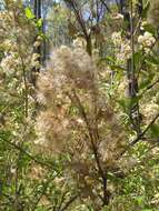 Image of Ageratina glabrata (Kunth) R. King & H. Rob.