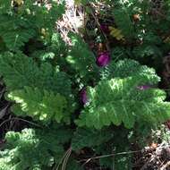 Image of Tanacetum vulgare subsp. vulgare