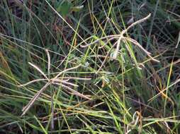 Image of windmill grass