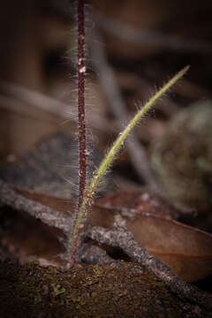 Image of Patricia's spider orchid