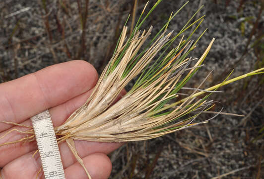 Image of Chionochloa australis (Buchanan) Zotov