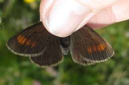 Image of Blind Ringlet