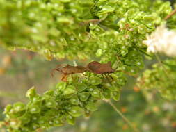 Image of Coreus