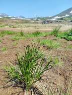 Image of Juncus beringensis Buch.