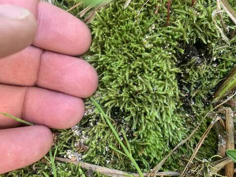 Image of cold brachythecium moss