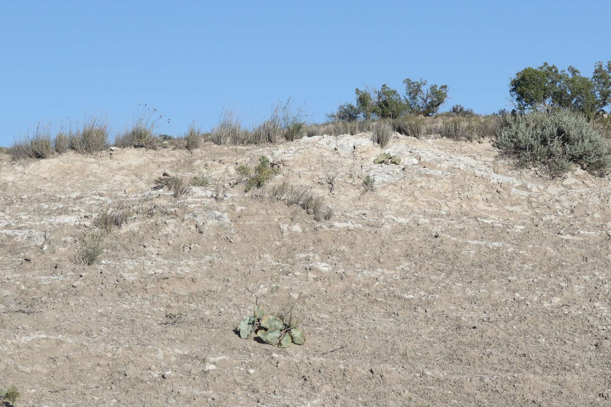 Image of Seven River Hills buckwheat