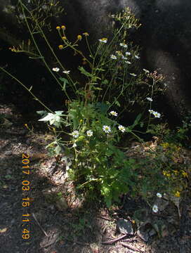 Image of feverfew