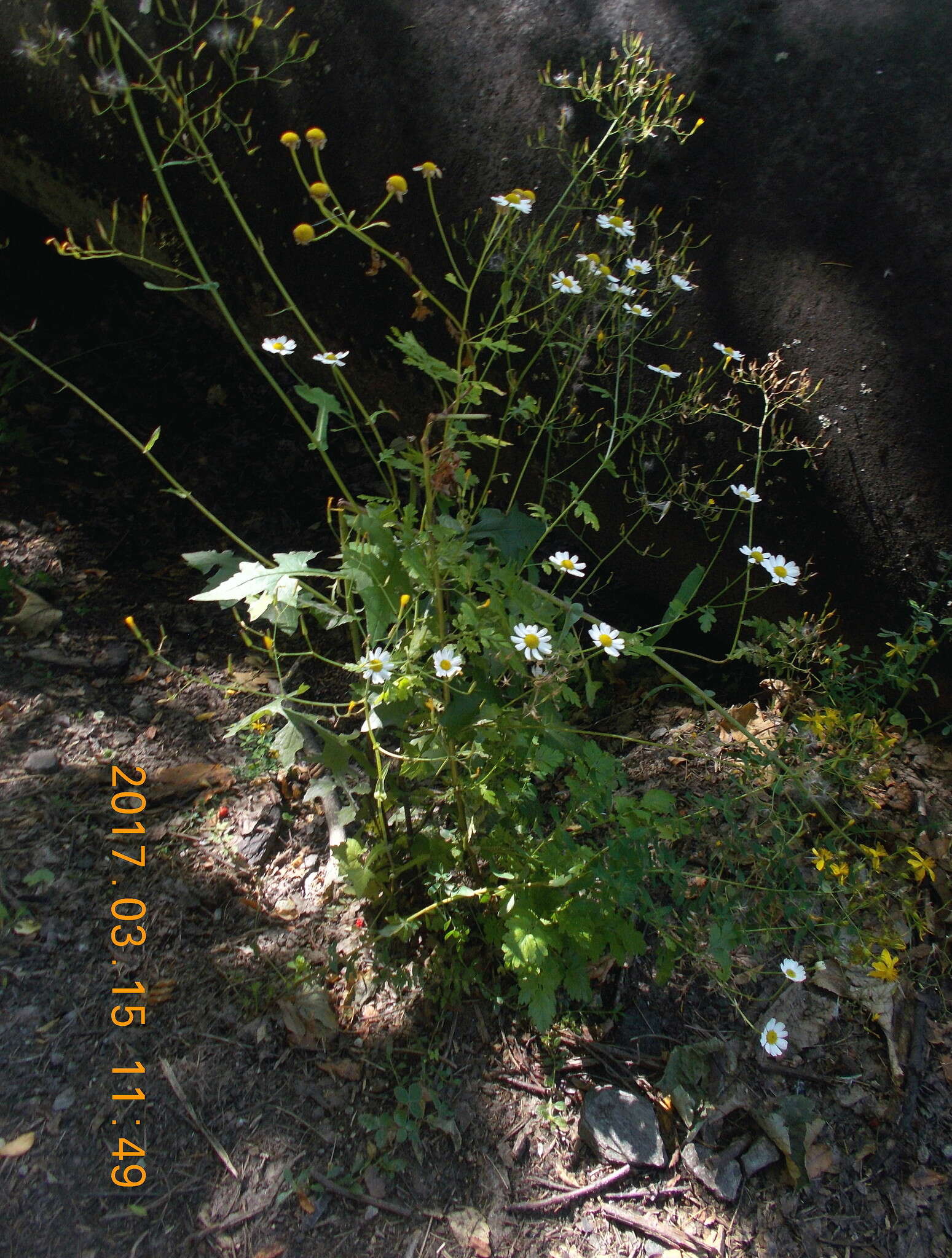 Image of feverfew