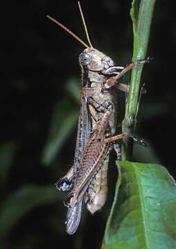 Слика од Melanoplus complanatipes Scudder & S. H. 1897