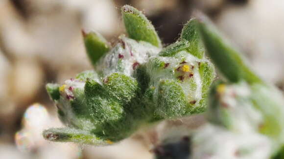 Image of Arizona cottonrose