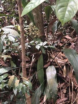 Image of Hanguana triangulata