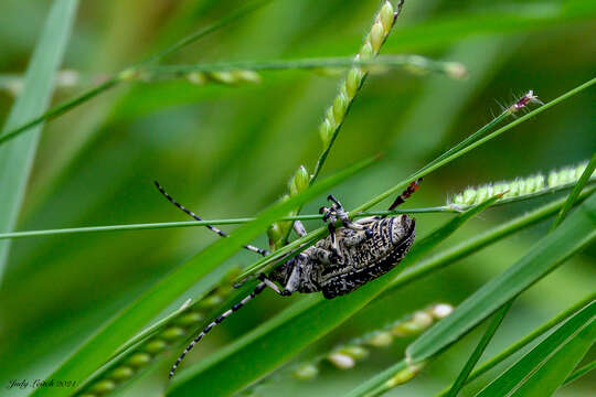 Image of Rhytiphora solida (Pascoe 1863)