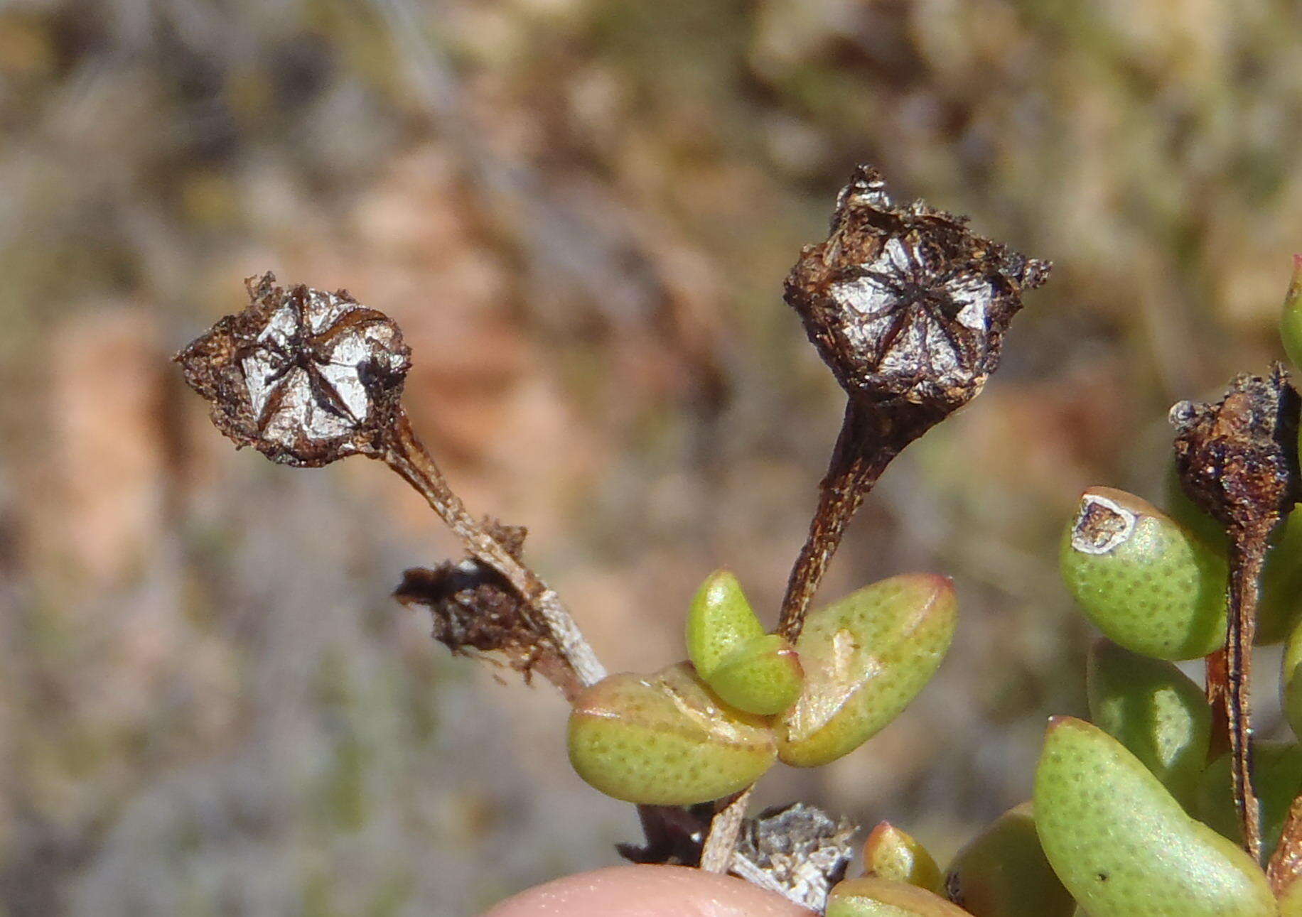 Ruschia virgata (Haw.) L. Bol. resmi