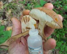 Imagem de Tylopilus ferrugineus (Frost) Singer 1947