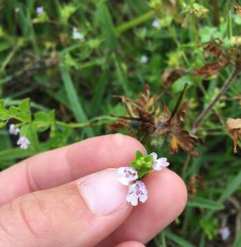 Clinopodium brownei (Sw.) Kuntze resmi