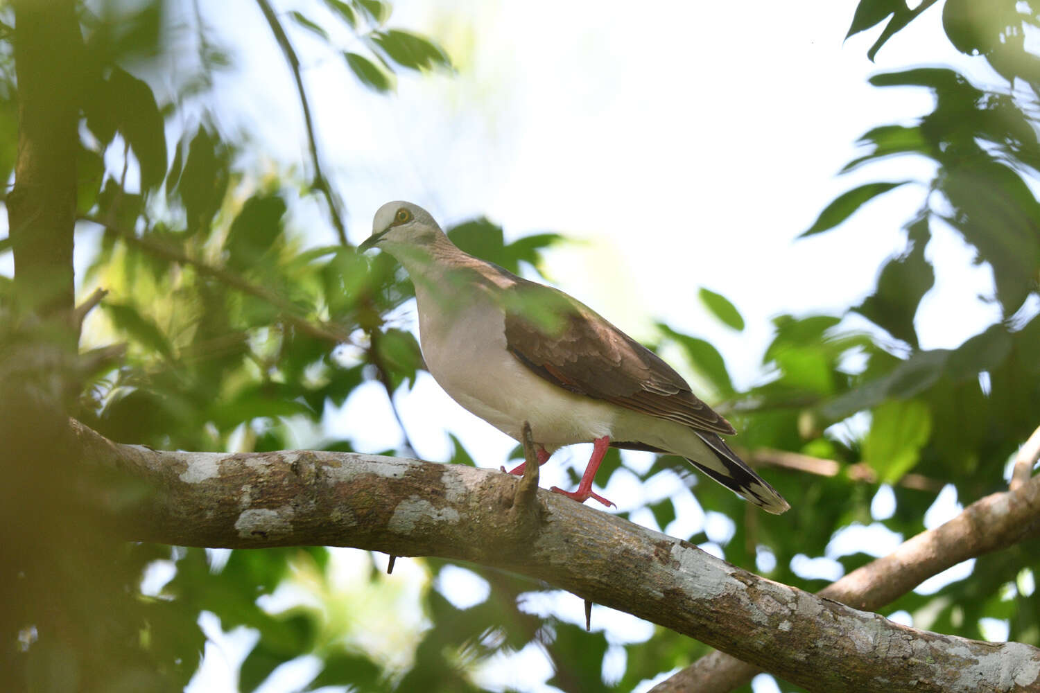 Image of Caribbean Dove