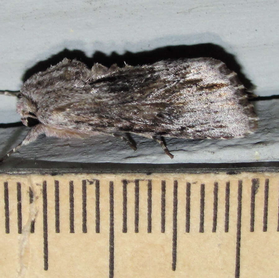 Image of Southern Armyworm Moth