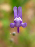 Image of Linaria amethystea (Vent.) Hoffmgg. & Link