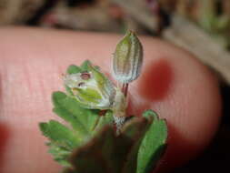 Image of Australian stork's bill