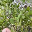 Image of angled mistletoe