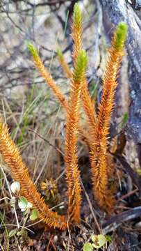 Image of Huperzia australiana (Herter) Holub