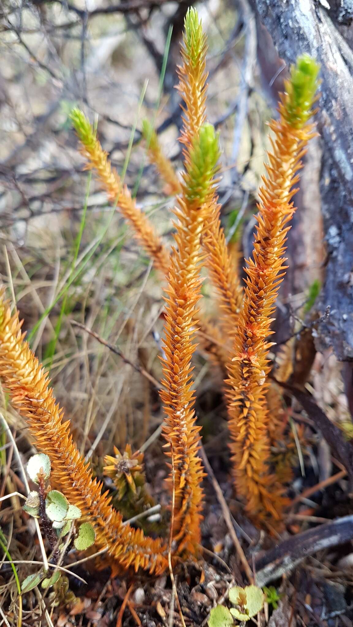 Image of Huperzia australiana (Herter) Holub