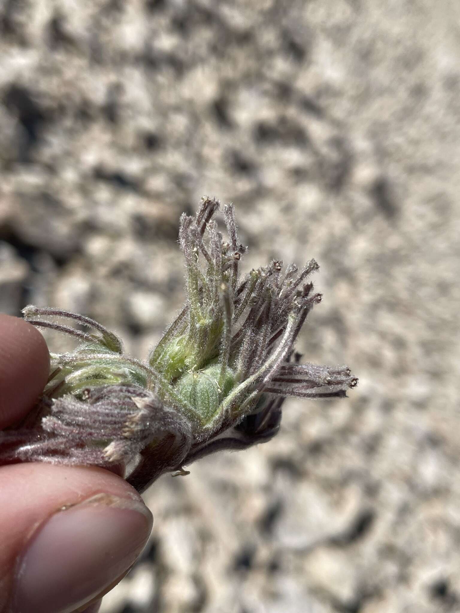 Image of woolly mountainparsley