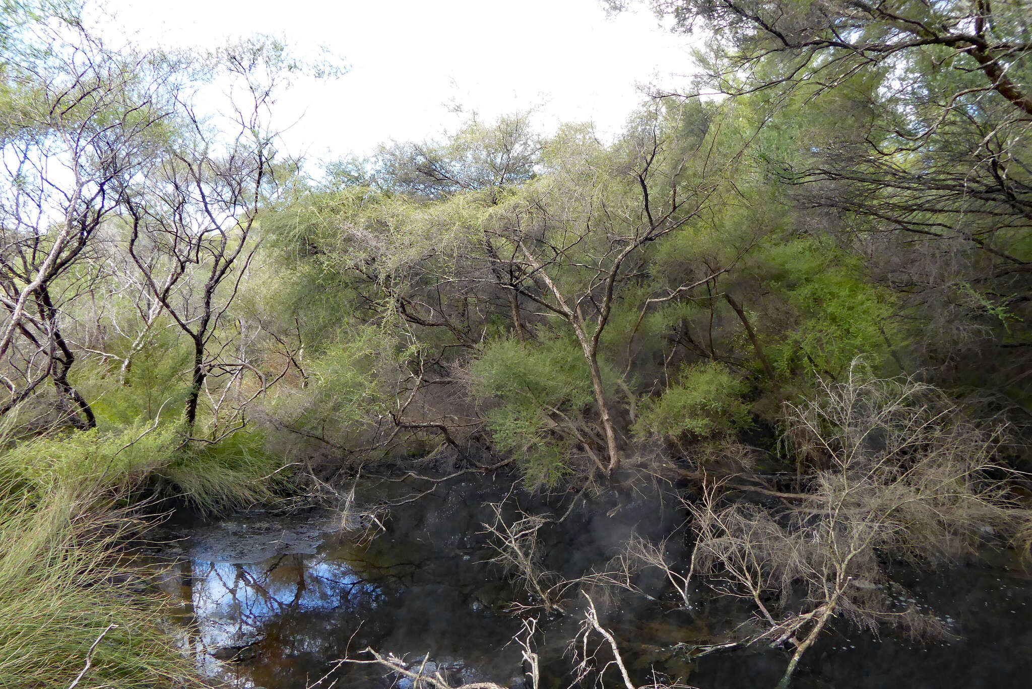 صورة Kunzea tenuicaulis de Lange