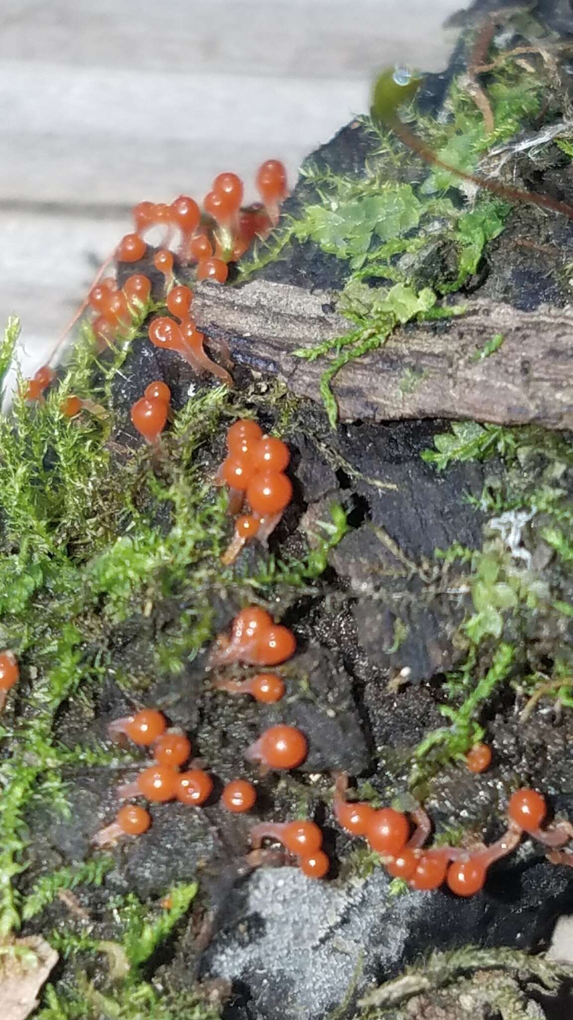 Image of Egg-shell Slime Mould