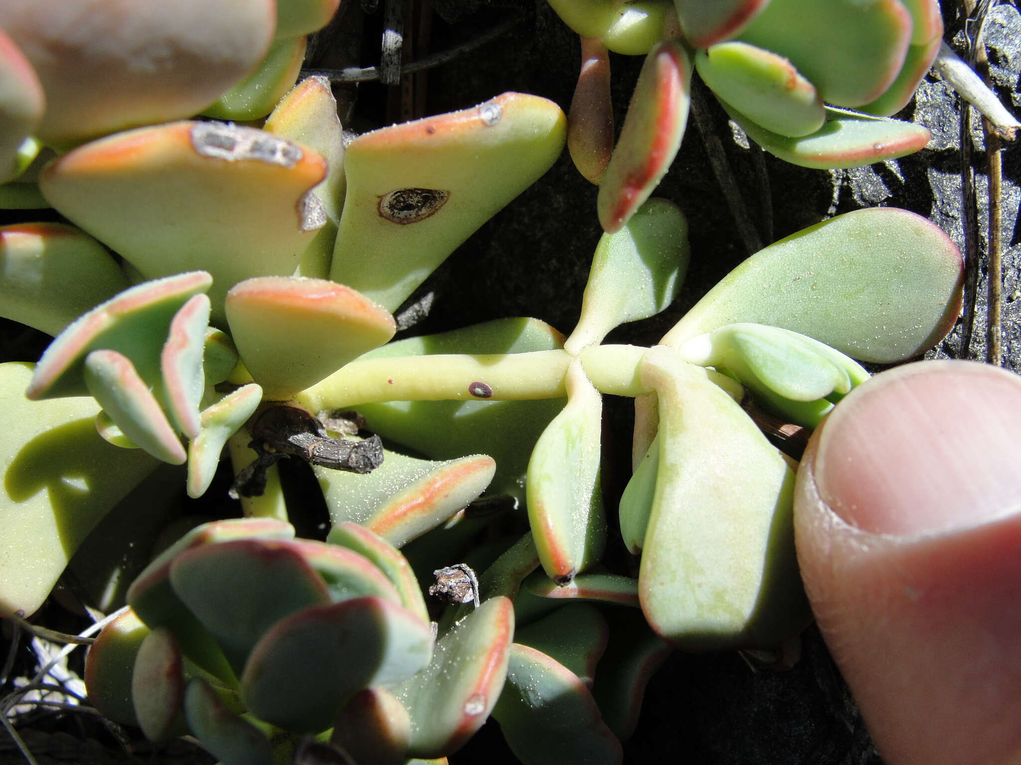 Image of Sedum kiersteadiae