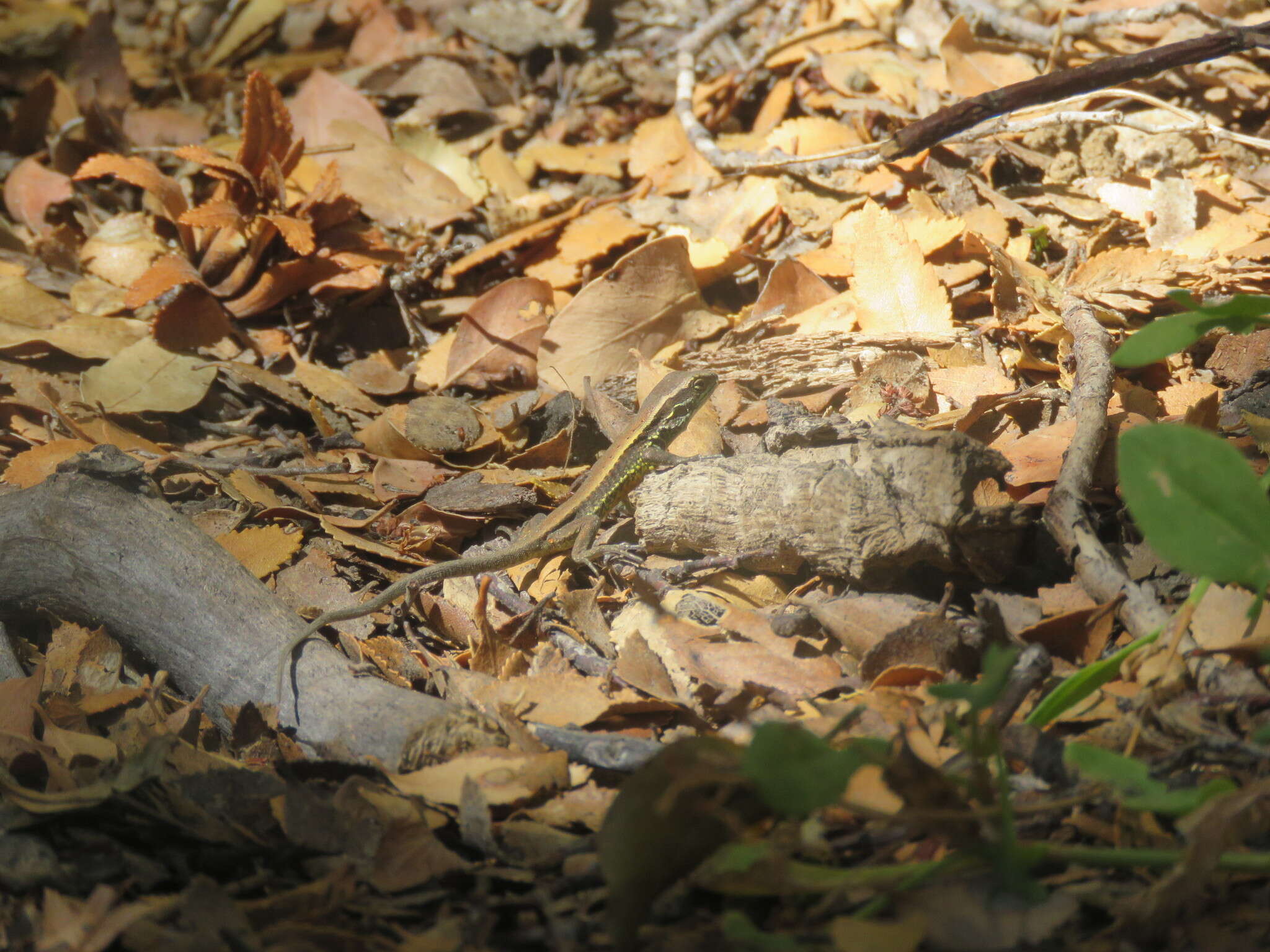 Image of Painted Tree Iguana