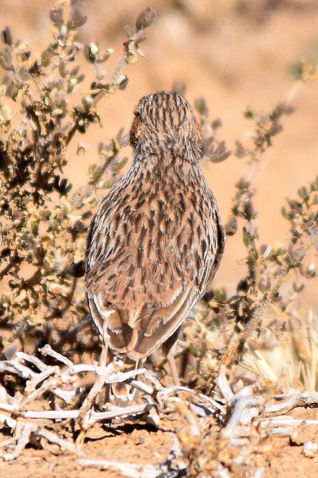 Imagem de Chersomanes Cabanis 1851