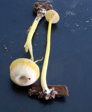 Image of Entoloma unicolor (Peck) Hesler 1967