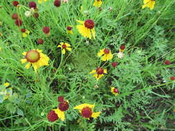 Helenium amarum var. badium (A. Gray ex S. Wats.) Waterfall resmi