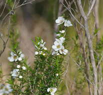 Image of Leptospermum continentale J. Thompson