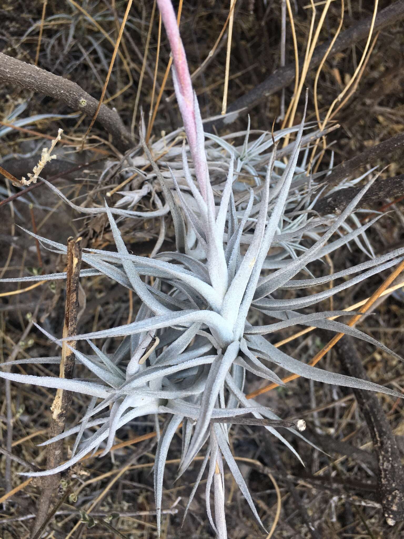 Tillandsia albida Mez & Purpus resmi